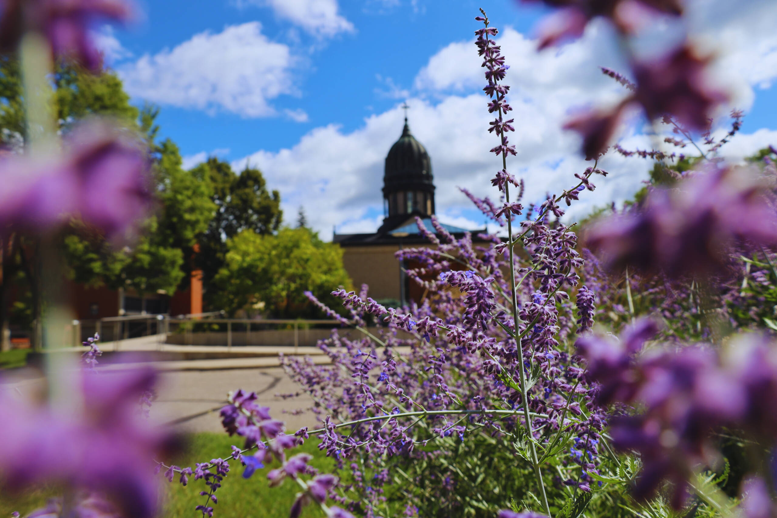 Purple flowers in the foreground with a historic building featuring a prominent dome in the background. The sky is bright blue with scattered clouds, and trees frame the scene, adding greenery. The photo is taken from a low angle, focusing on the flowers.