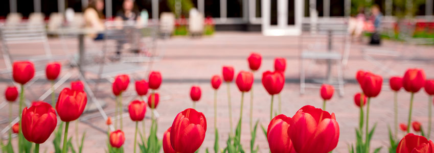 tulips in front of building