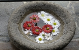 Décor at Universidad Rafael Landivar: Delicate flowers in volcanic stone bowl — good description for Guatemala!