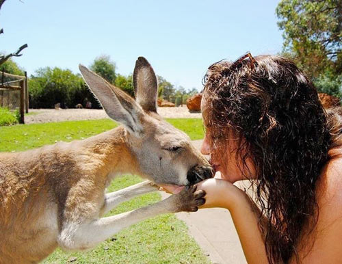 Student and Kangaroo