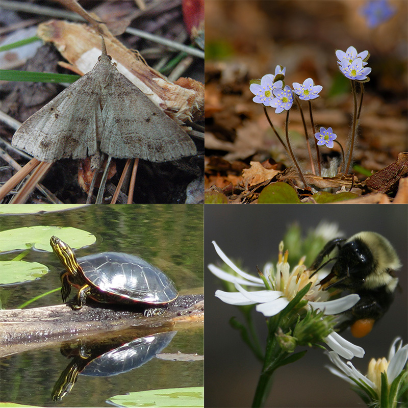 Photos of a moth, flowers, turtle, and bee.