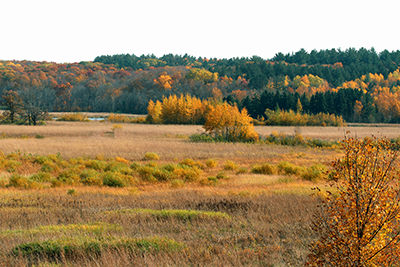 Autumn view of Abbey Arboretum forest and prairie