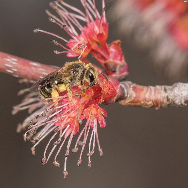 image of a native pollinator on a flower, provided by Heather Holm