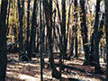 upland forest