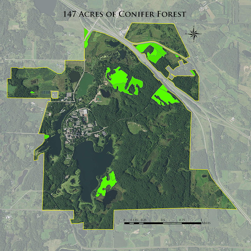 147 acres of conifer forests