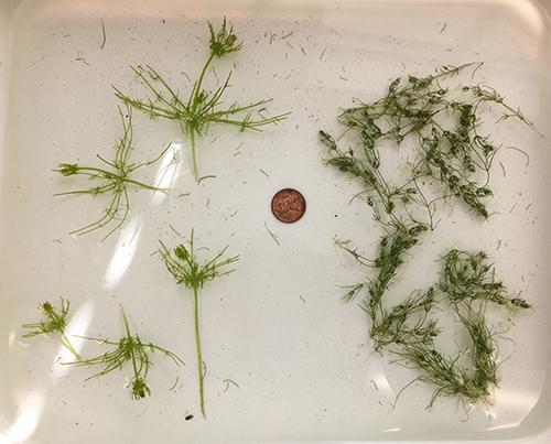 Two species of macroalgae with a penny for scale comparison.