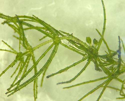 Macroalgae through the lens of a dissecting microscope.