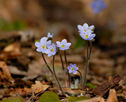 hepatica