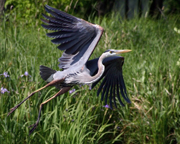 great blue heron