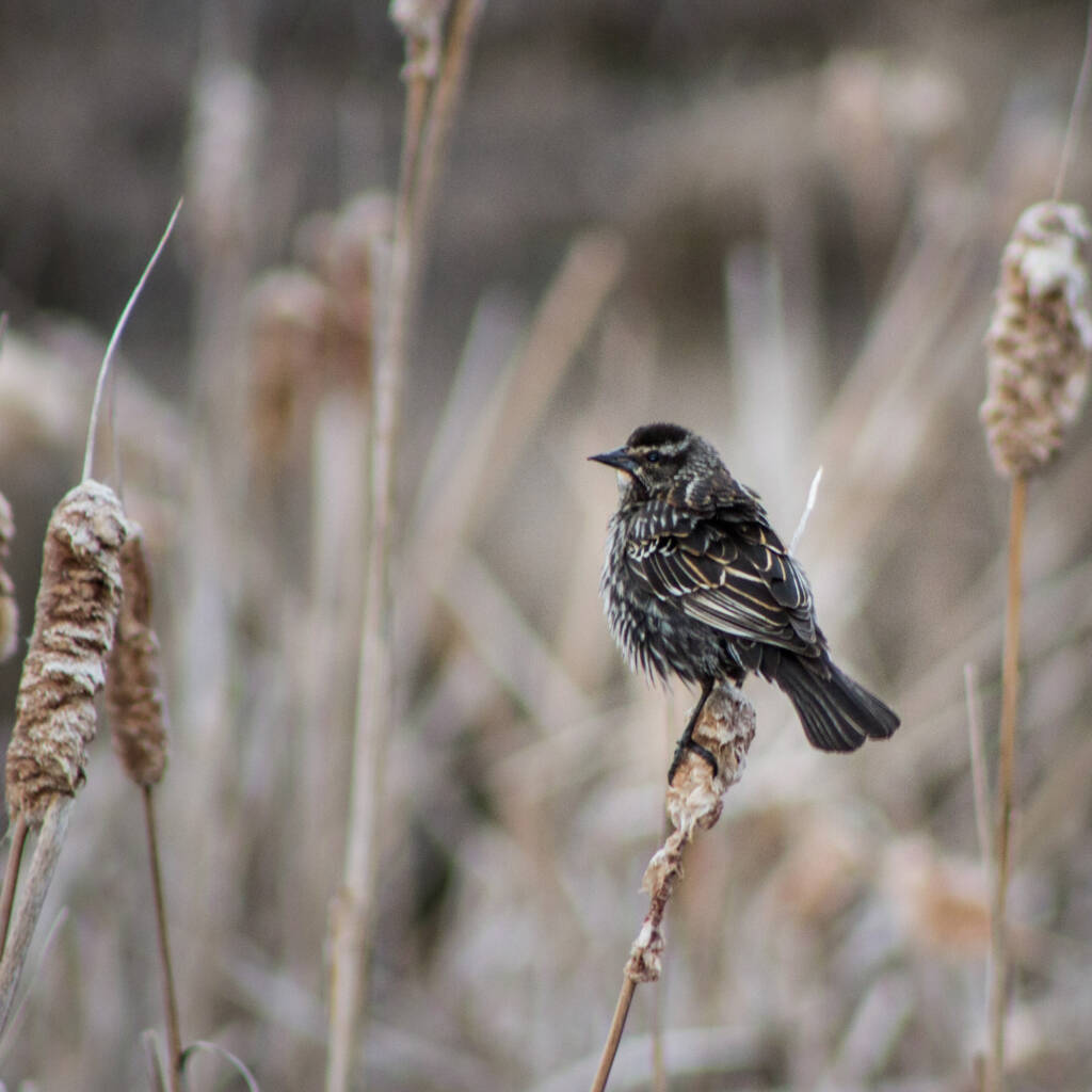 A small bird with dark, patterned feathers perches on the tip of a cattail. The background is soft and blurred, featuring more cattails. The scene has a muted, natural color palette.