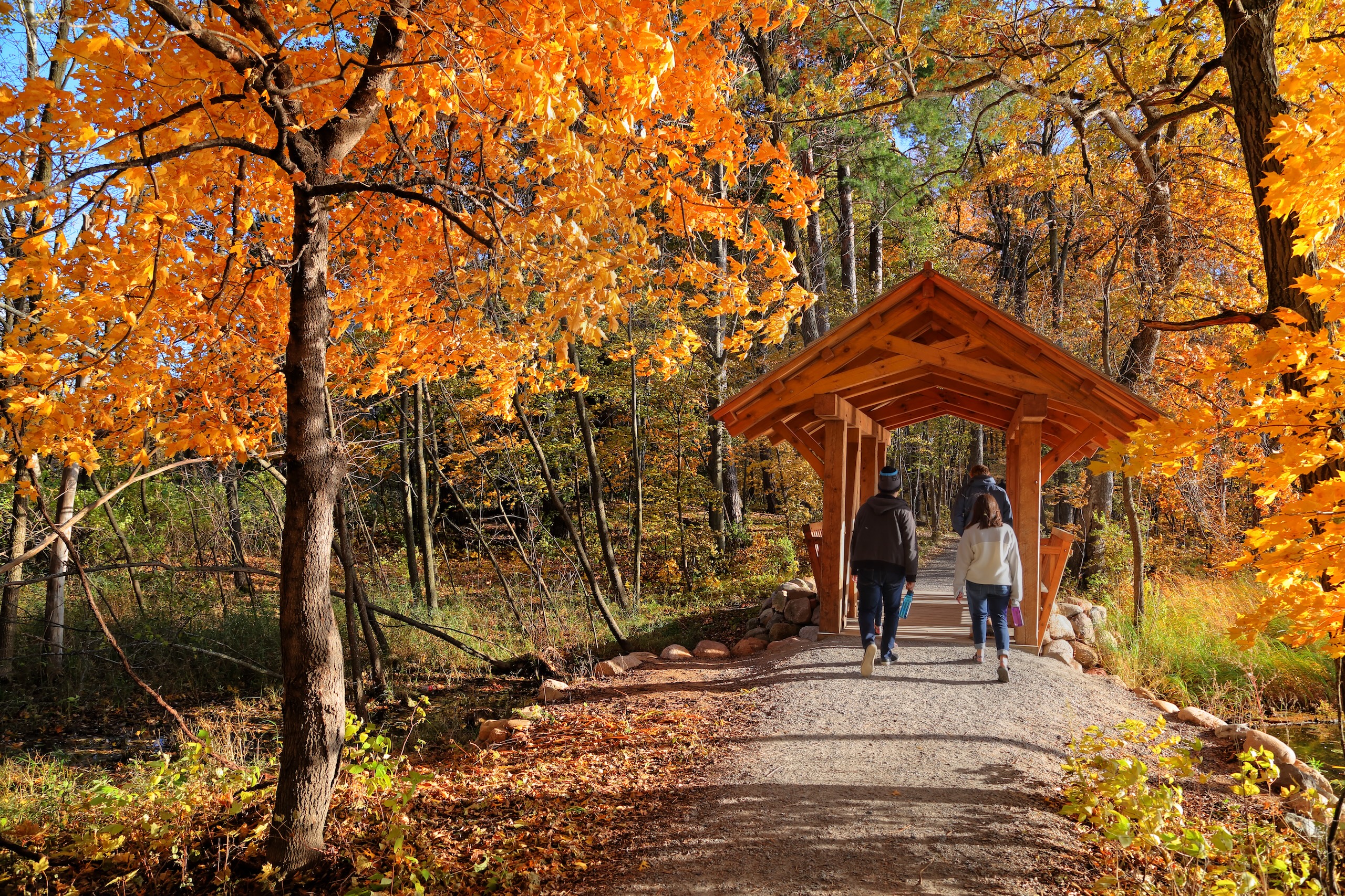 Two people walk toward a small, wooden footbridge in a forest. The path is surrounded by vibrant autumn trees with golden leaves. The scene suggests a peaceful, scenic walk in the fall.