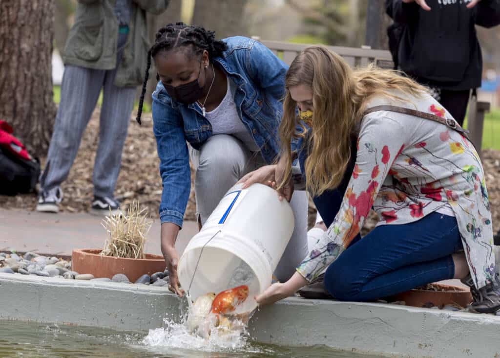 Students dumping Koi into the CSB koi pond. 